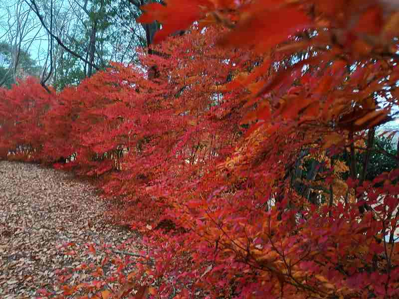 画像を挿入してください